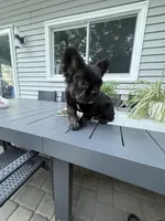 Chaz, a male French Bulldog for sale in North Smithfield, RI – 2 of 6