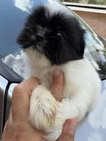 Oreo, a male Shih Tzu for sale in Johnston, RI – Photo 1 of 6