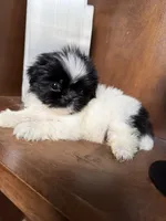 Oreo, a male Shih Tzu for sale in Johnston, RI – Photo 6 of 6