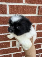 Oreo, a male Shih Tzu for sale in Johnston, RI – Photo 4 of 6