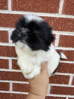 Oreo, a male Shih Tzu for sale in Johnston, RI – Photo 3 of 6
