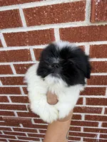 Oreo, a male Shih Tzu for sale in Johnston, RI – Photo 5 of 6