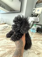 Camila mi, a female Poodle - Toy  for sale in North Smithfield, RI – 8 of 9