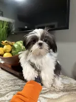 Max, a male Shih Tzu for sale in Johnston, RI – 2 of 9