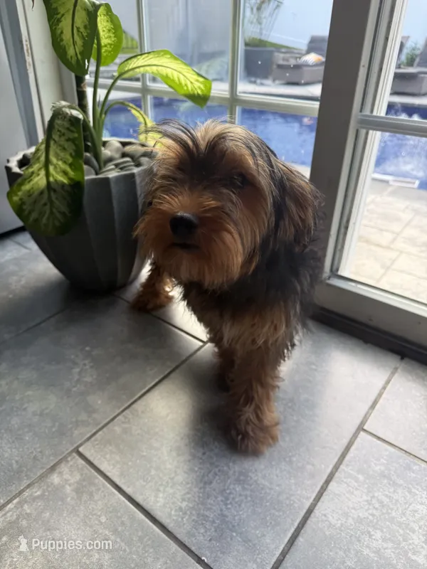 Tucker – Miniature Schnauzer, Yorkshire Terrier puppy for sale in Johnston, RI