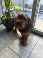 Tucker, a male Miniature Schnauzer and Yorkshire Terrier for sale in Johnston, RI – 1 of 10