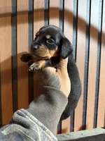 Willy black tan, a male Miniature Dachshund for sale in Johnston, RI – 5 of 8