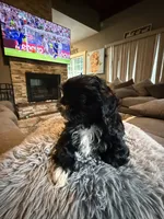 Stacy, a female Shih Tzu for sale in North Smithfield, RI – 3 of 10