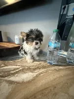 TikTok , a male Yorkshire Terrier for sale in North Smithfield, RI – 8 of 10