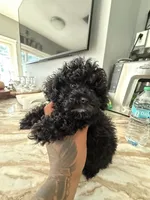 Camila mi, a female Poodle - Toy  for sale in North Smithfield, RI – 5 of 9