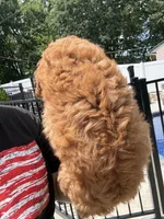 Maverick , a male Miniature Goldendoodle for sale in Johnston, RI – 10 of 10