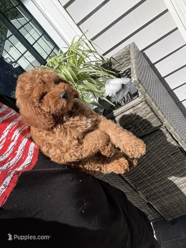 Chloe – Miniature Goldendoodle puppy for sale in Johnston, RI