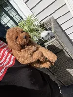 Chloe, a female Miniature Goldendoodle for sale in Johnston, RI – 1 of 10