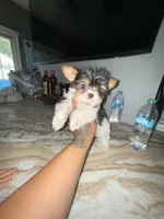 TikTok , a male Yorkshire Terrier for sale in North Smithfield, RI – 9 of 10
