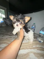 TikTok , a male Yorkshire Terrier for sale in North Smithfield, RI – 5 of 10