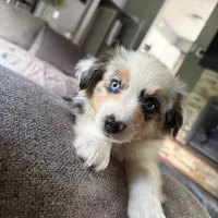 Peanut, a female Miniature Australian Shepherd for sale in Johnston, RI – 4 of 9