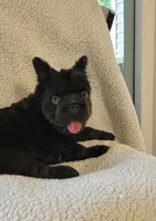 Shadow, a male French Bulldog for sale in North Smithfield, RI – 6 of 6