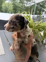 Lil yoyo, a male Cane Corso and American Mastiff for sale in Johnston, RI – 2 of 2