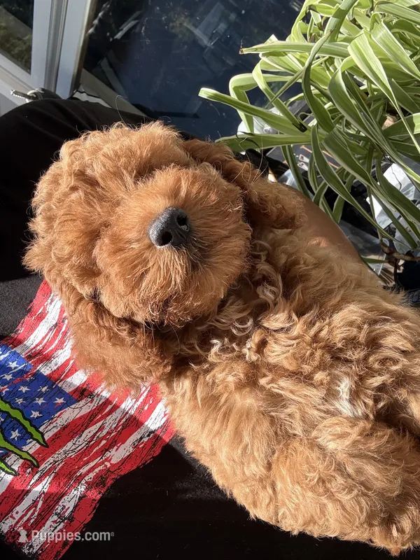 Chloe – Miniature Goldendoodle puppy for sale in Johnston, RI