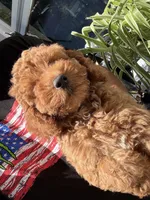 Chloe, a female Miniature Goldendoodle for sale in Johnston, RI – 10 of 10