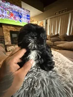 Stacy, a female Shih Tzu for sale in North Smithfield, RI – 8 of 10