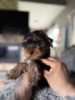 Jack, a male Yorkshire Terrier for sale in Johnston, RI – Photo 1 of 4