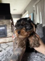 Jack, a male Yorkshire Terrier for sale in Johnston, RI – Photo 2 of 4