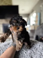 Jack, a male Yorkshire Terrier for sale in Johnston, RI – Photo 4 of 4