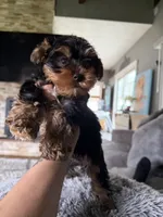 Jack, a male Yorkshire Terrier for sale in Johnston, RI – Photo 3 of 4