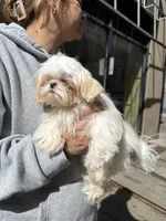 Matilda, a female Shih Tzu for sale in North Smithfield, RI – 2 of 4