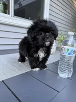 Cookie, a female Shih Tzu for sale in North Smithfield, RI – 9 of 9