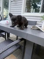 Chaz, a male French Bulldog for sale in North Smithfield, RI – 3 of 6