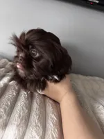 Lil Godiva, a female Shih Tzu for sale in Johnston, RI – Photo 2 of 4