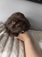 Lil Godiva, a female Shih Tzu for sale in Johnston, RI – Photo 3 of 4