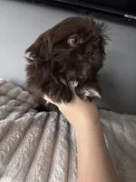 Lil Godiva, a female Shih Tzu for sale in Johnston, RI – Photo 4 of 4