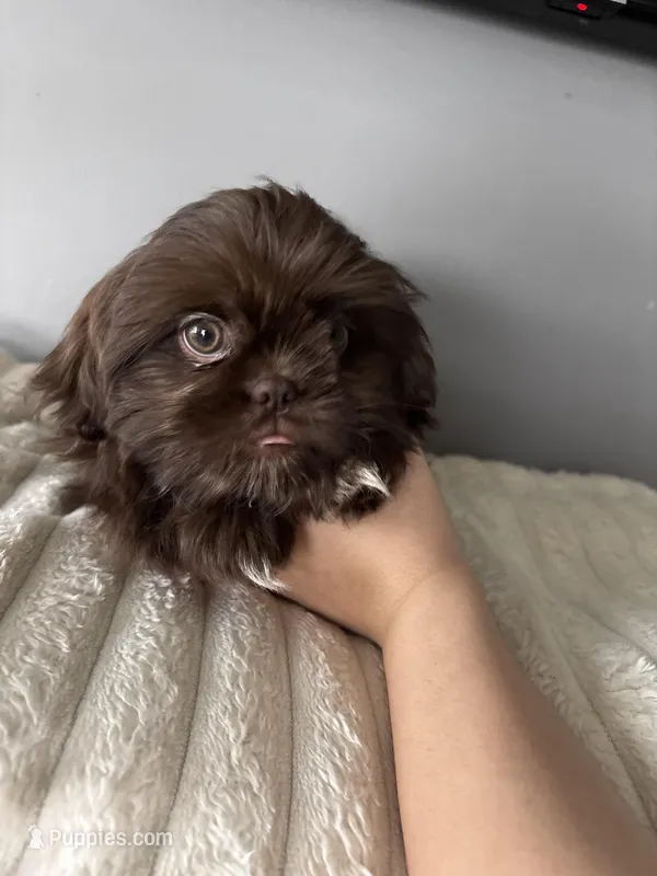 Lil Godiva – Shih Tzu puppy for sale in Johnston, RI