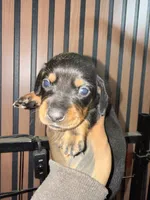Willy black tan, a male Miniature Dachshund for sale in Johnston, RI – 7 of 8