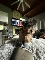 Chase , a male Yorkshire Terrier for sale in North Smithfield, RI – 3 of 10