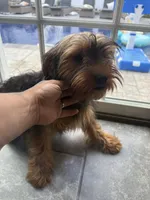 Tucker, a male Miniature Schnauzer and Yorkshire Terrier for sale in Johnston, RI – 8 of 10
