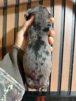 Mini Dachshund Tommy , a male Miniature Dachshund for sale in Johnston, RI – 6 of 8