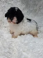 Jenny , a female Poodle - Toy  for sale in North Smithfield, RI – 2 of 8