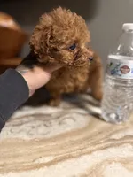 Tucker, a male Poodle - Toy  for sale in Johnston, RI – Photo 6 of 7