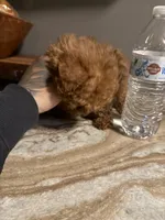 Tucker, a male Poodle - Toy  for sale in Johnston, RI – Photo 7 of 7