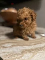 Tucker, a male Poodle - Toy  for sale in Johnston, RI – Photo 2 of 7