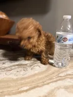 Tucker, a male Poodle - Toy  for sale in Johnston, RI – Photo 5 of 7
