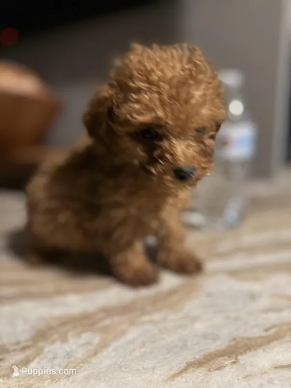 Tucker – Poodle - Toy  puppy for sale in Johnston, RI