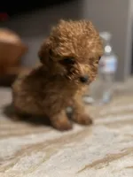 Tucker, a male Poodle - Toy  for sale in Johnston, RI – Photo 1 of 7