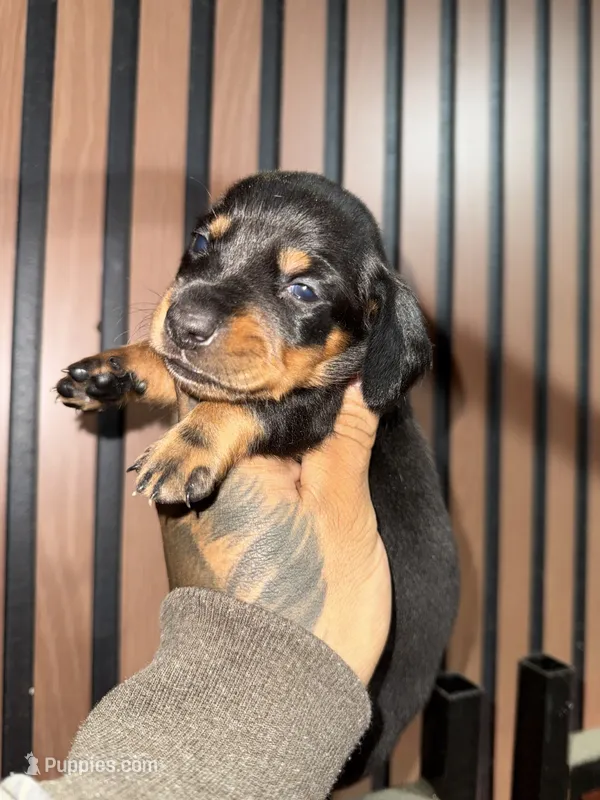 Willy black tan – Miniature Dachshund puppy for sale in Johnston, RI