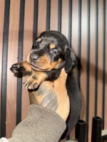 Willy black tan, a male Miniature Dachshund for sale in Johnston, RI – 1 of 8