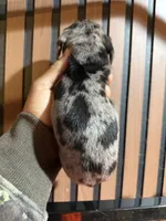 Chase Merle tri, a male Miniature Dachshund for sale in Johnston, RI – 6 of 7